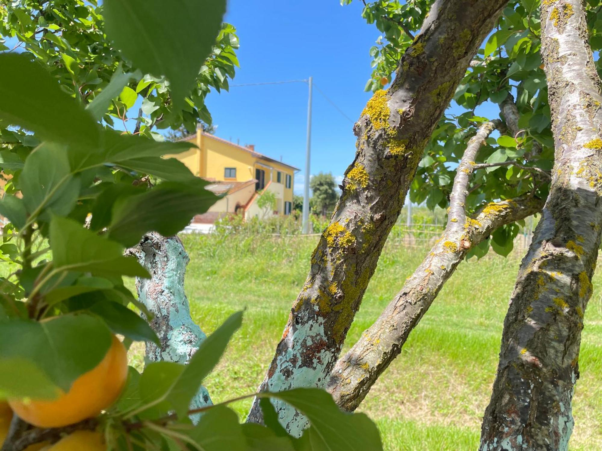 Il Leccio Agriturismo Fiorino المظهر الخارجي الصورة