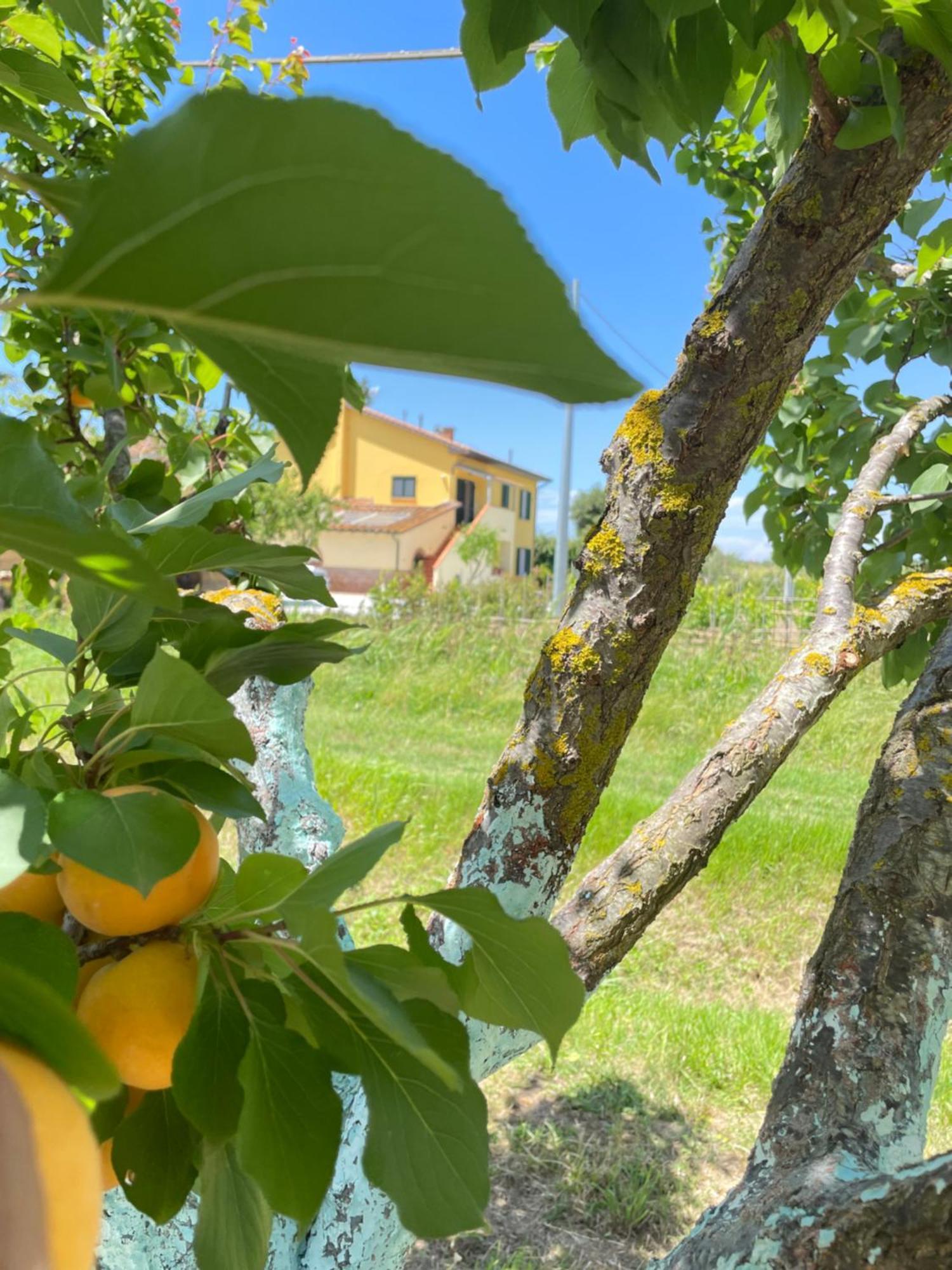 Il Leccio Agriturismo Fiorino المظهر الخارجي الصورة