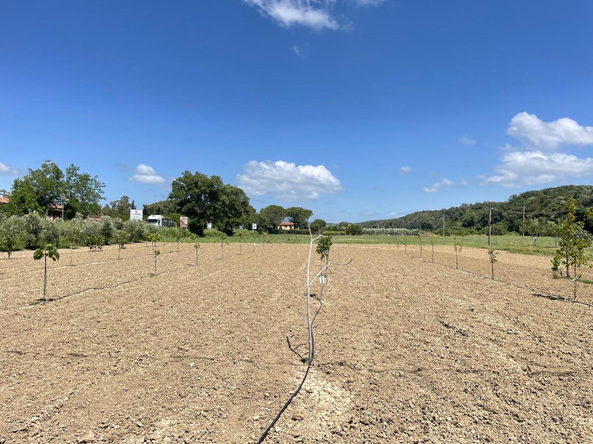 Il Leccio Agriturismo Fiorino المظهر الخارجي الصورة