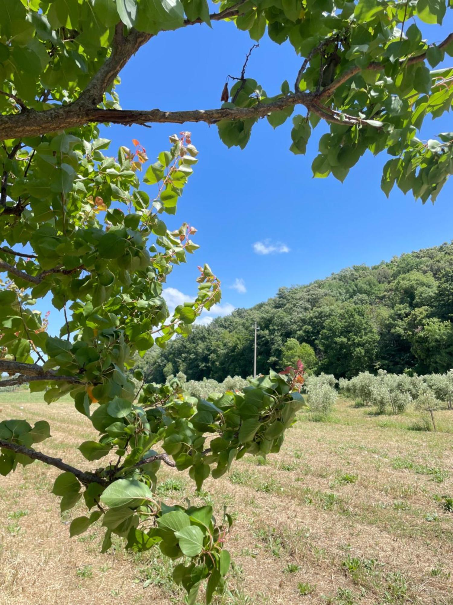 Il Leccio Agriturismo Fiorino المظهر الخارجي الصورة