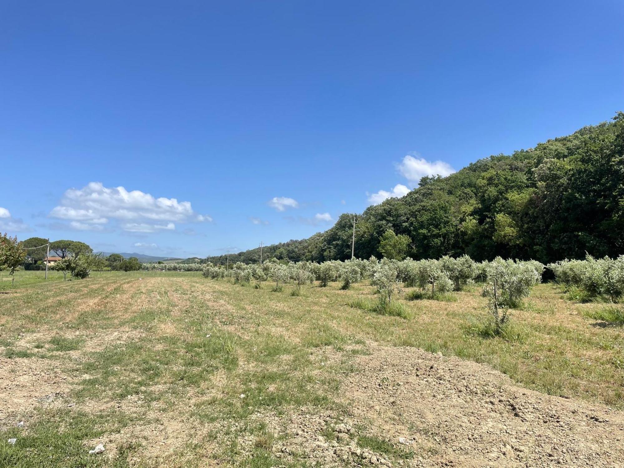 Il Leccio Agriturismo Fiorino المظهر الخارجي الصورة